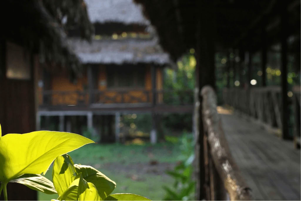 Amazonin – Blue Morpho Lodgessa 3 ayahuascaa ja 1 San Pedro