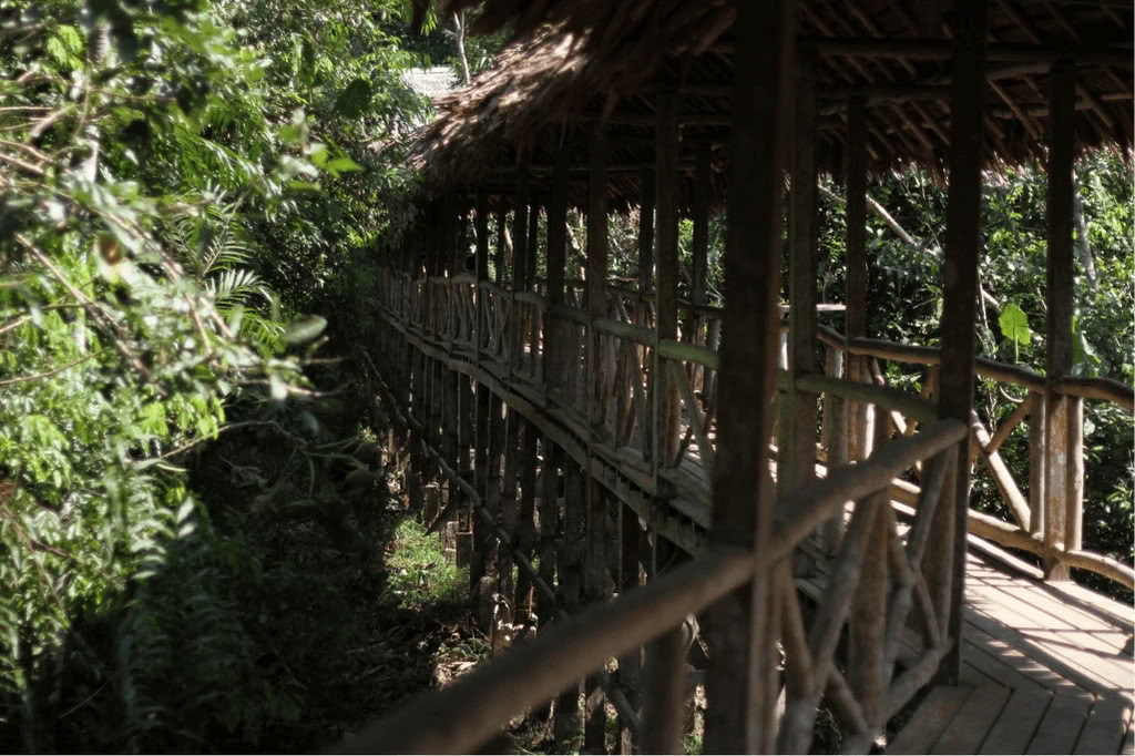 Amazonin – Blue Morpho Lodgessa 3 ayahuascaa ja 1 San Pedro