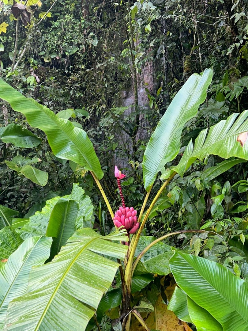Ayahuasca-päiväseremonia Hayulima Natural Reservessä
