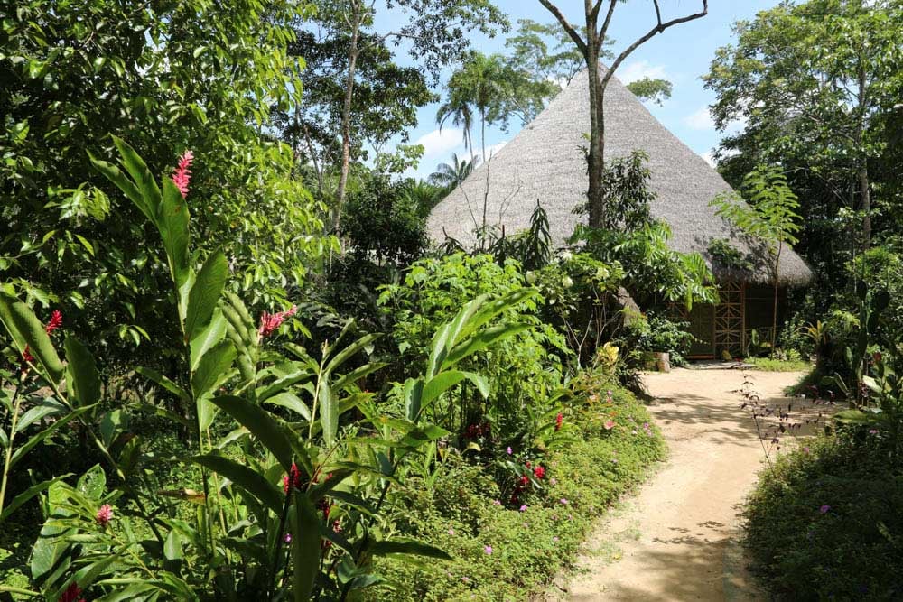 Eläen linjassa: Ayahuasca-parannusretriitti