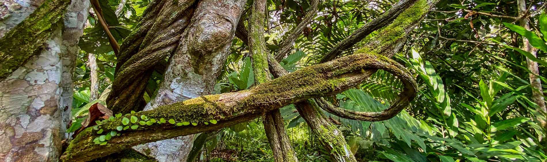 Ayahuasca-parantumisen retriitti + 5 päivän integraatioretriitti