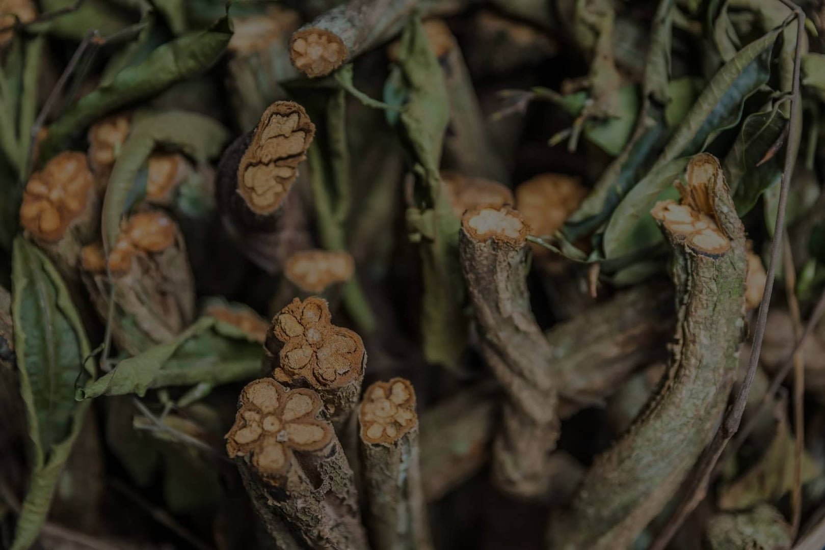 Ayahuasca-parantumisen retriitti + 5 päivän integraatioretriitti