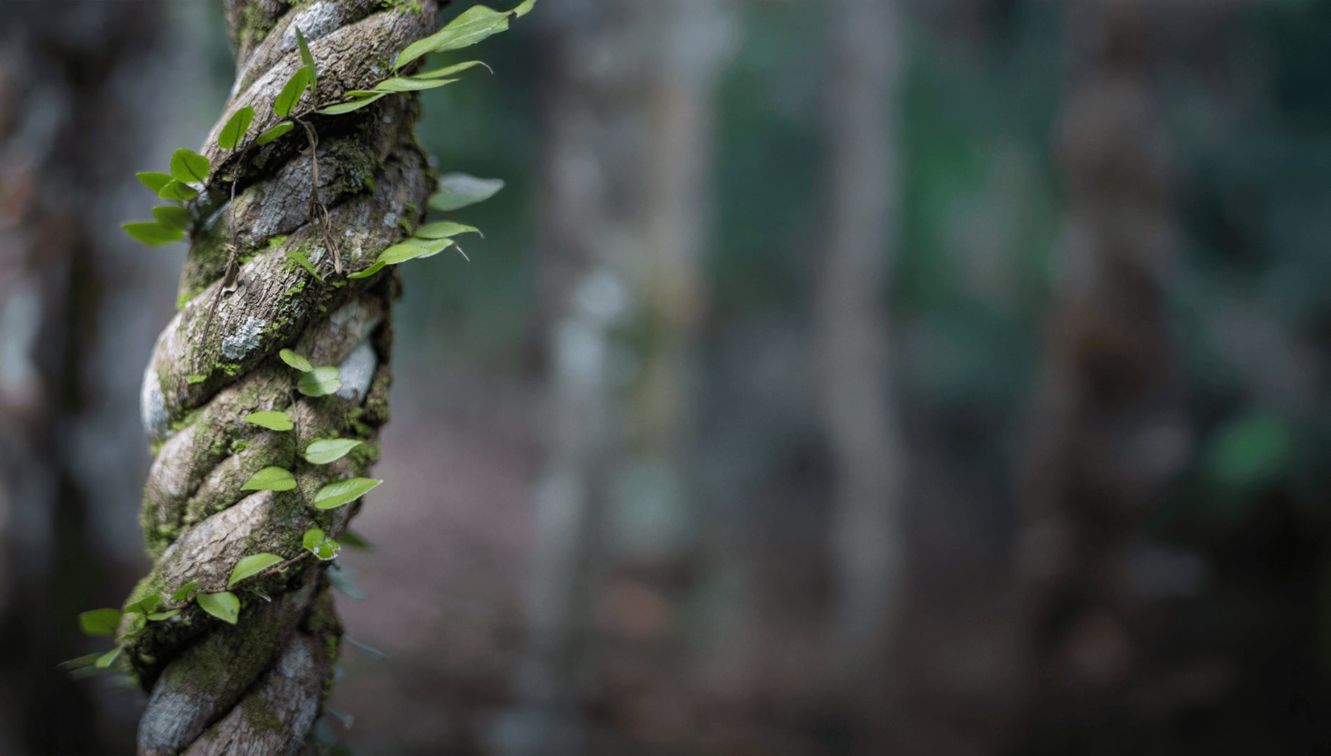 Ayahuasca-parantumisen retriitti + 5 päivän integraatioretriitti