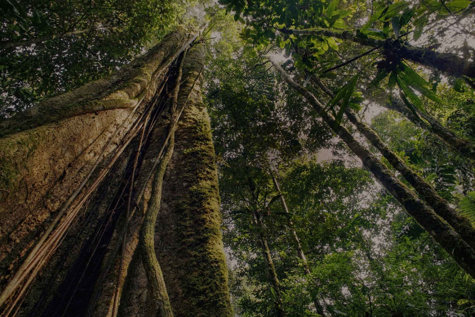 Ayahuasca-parantumisen retriitti + 5 päivän integraatioretriitti