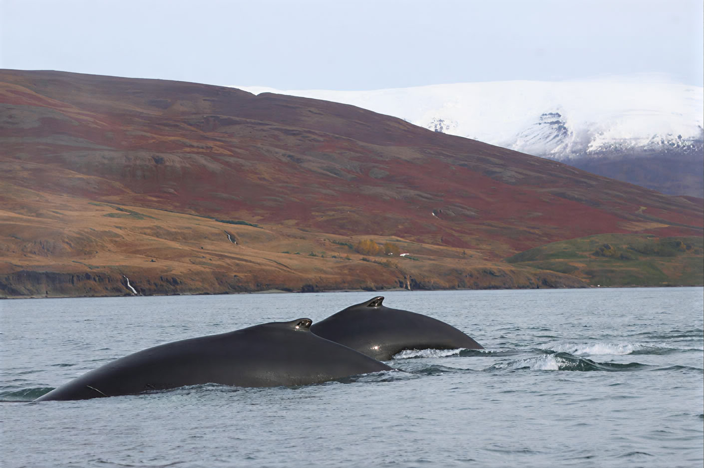 Akureyrin valassafari
