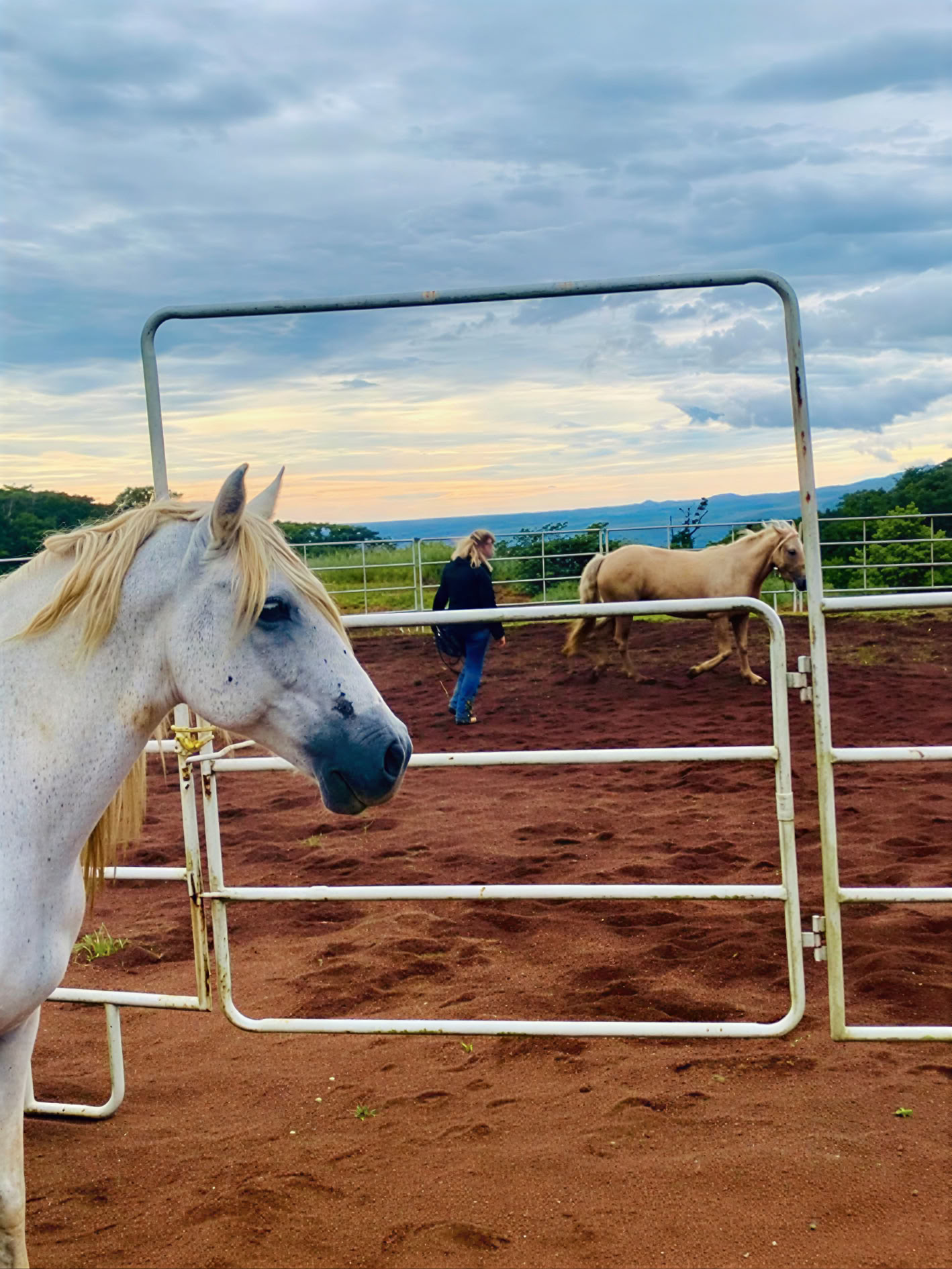 PURA VIDA CONNECTION: Holistinen hevostaito 2 päivän klinikka