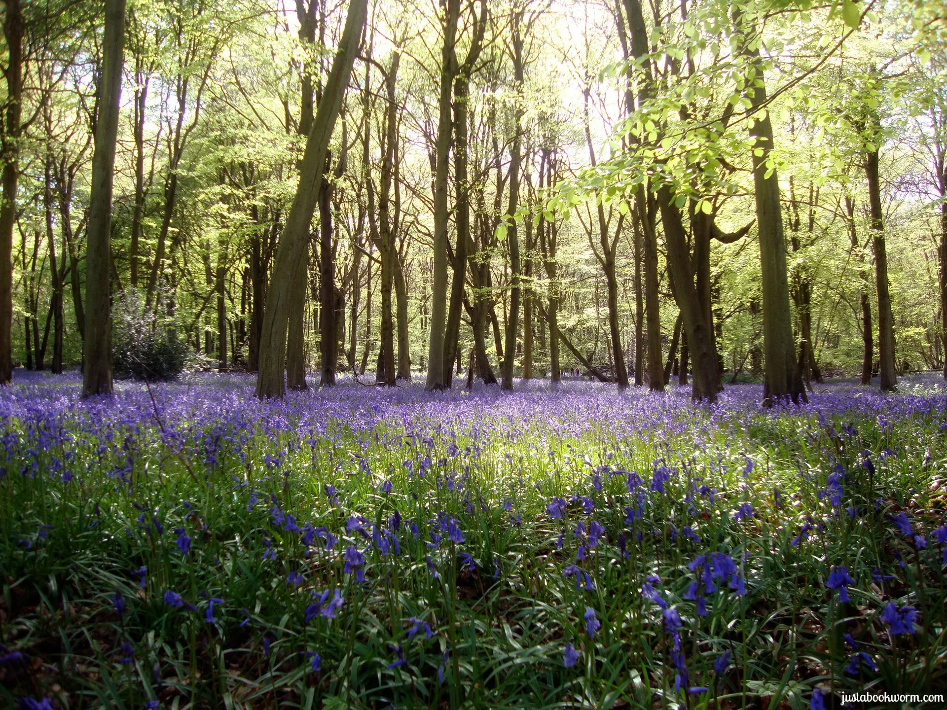 Mehu-paasto- ja joogaretriitti, Cotswolds, Oxfordshire