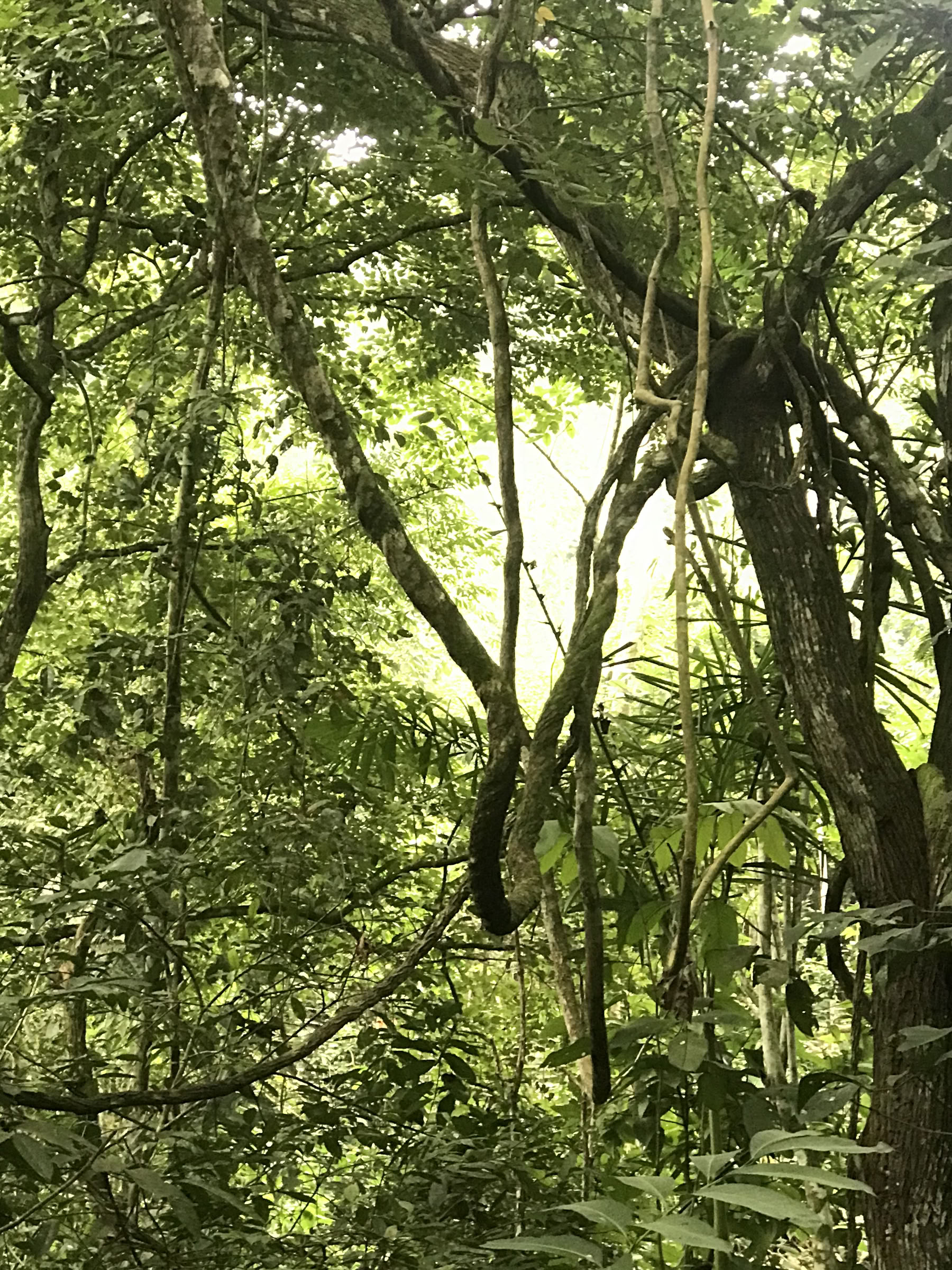 Ayahuasca-viikonloppuretriitti