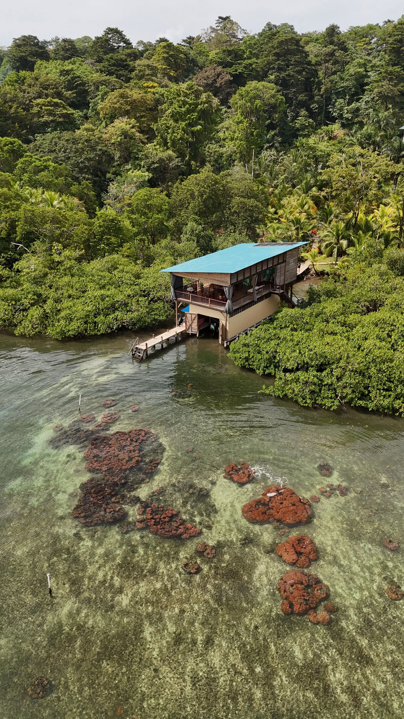 kuun viidakon kollektiivi