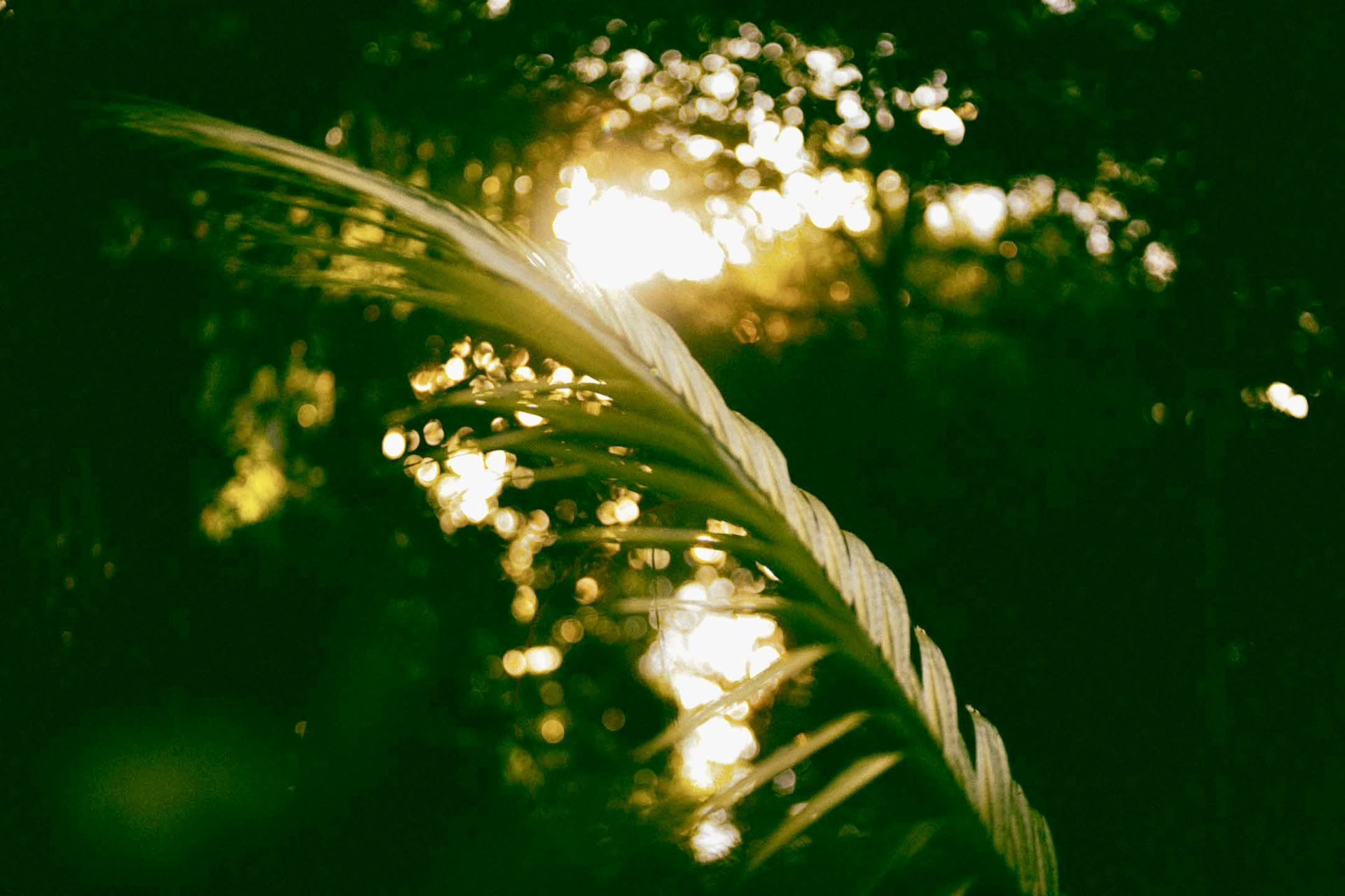 6 päivän ayahuasca-retriitti