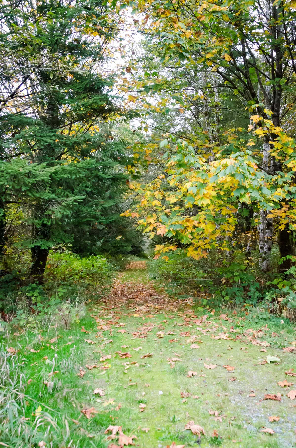 Detox-retriitti – kesäpuhdistus