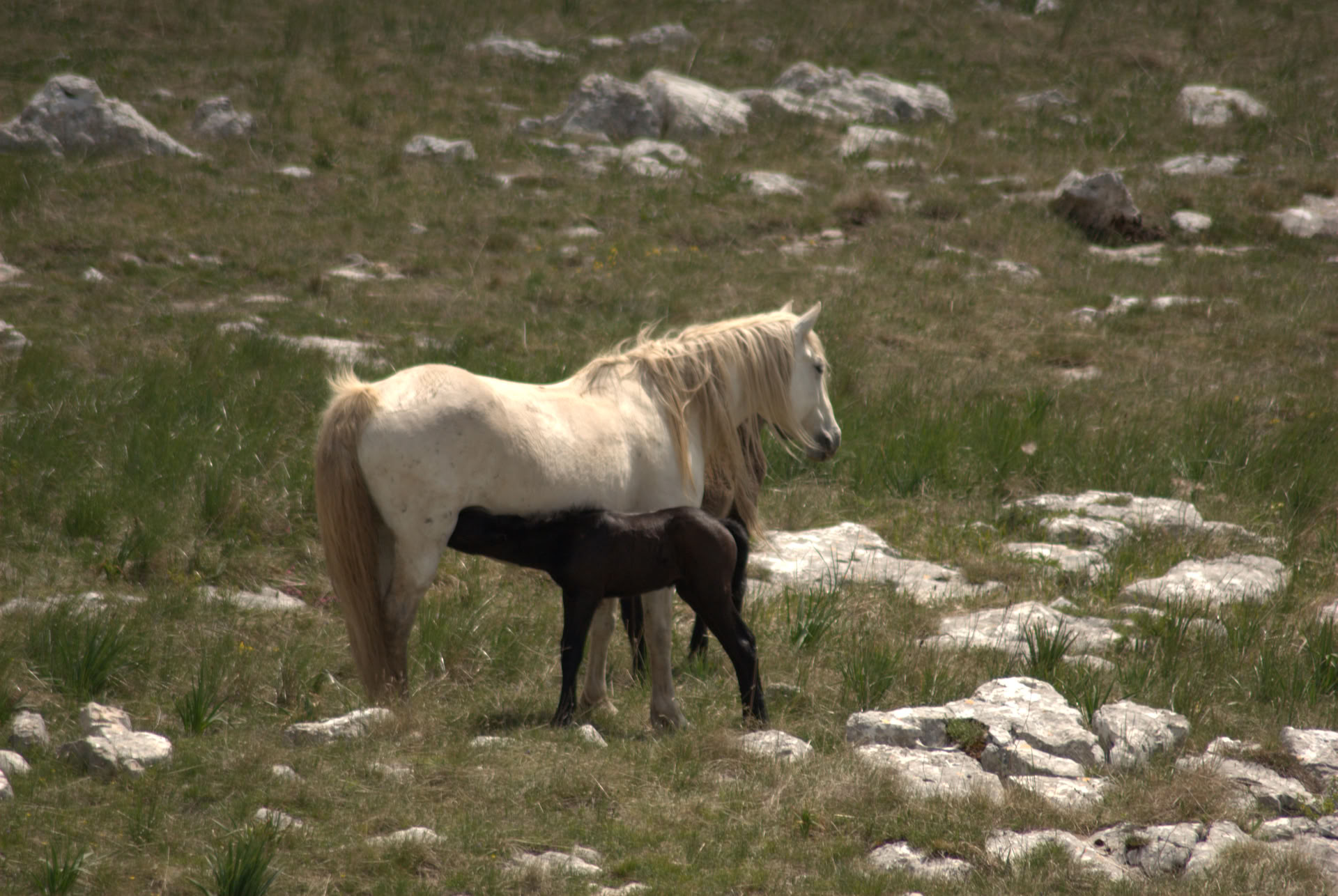 Parantavaa ratsastusta | Bosnia 18.–23. lokakuuta