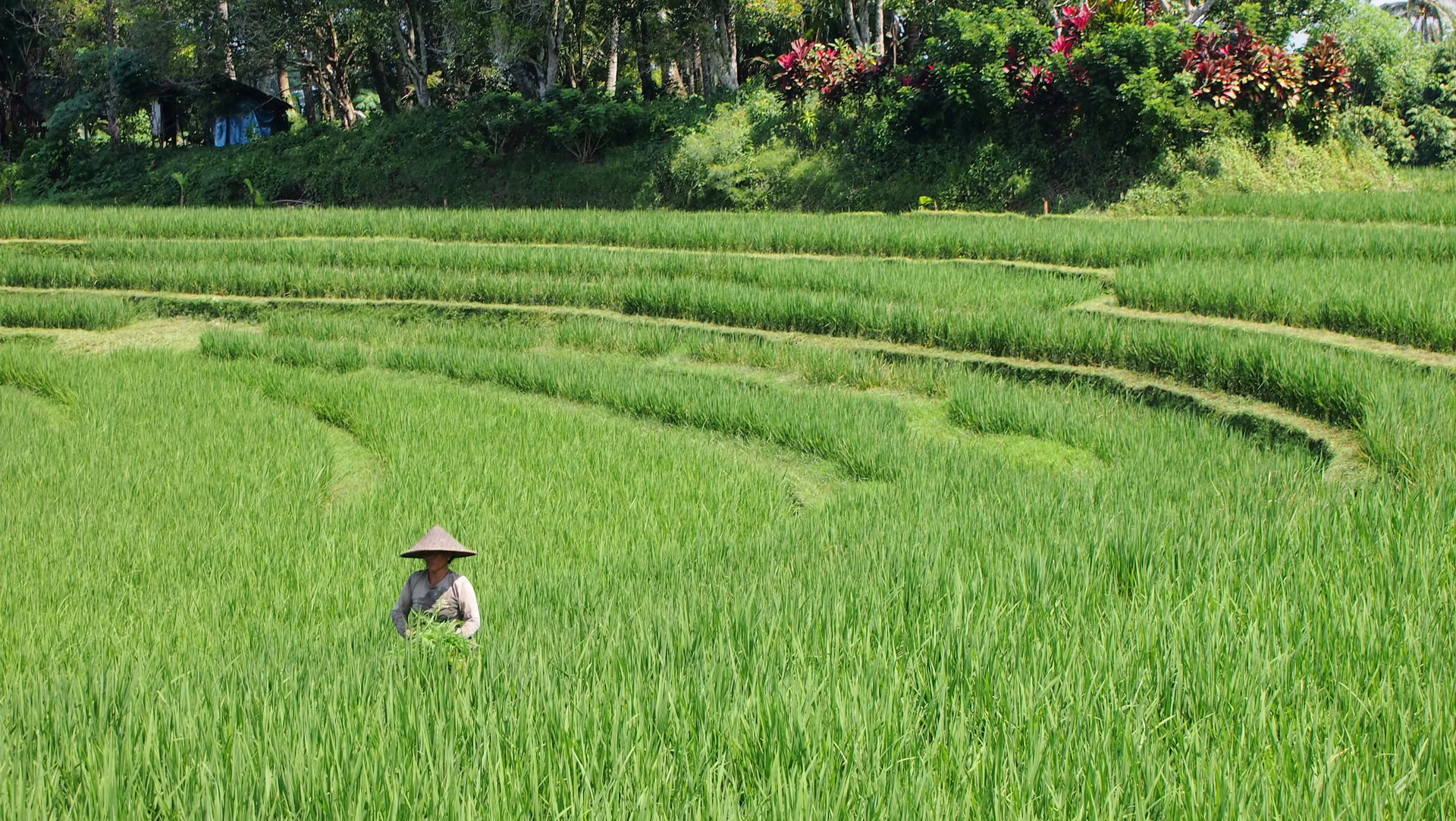 Yksittäinen Bali-tarjous