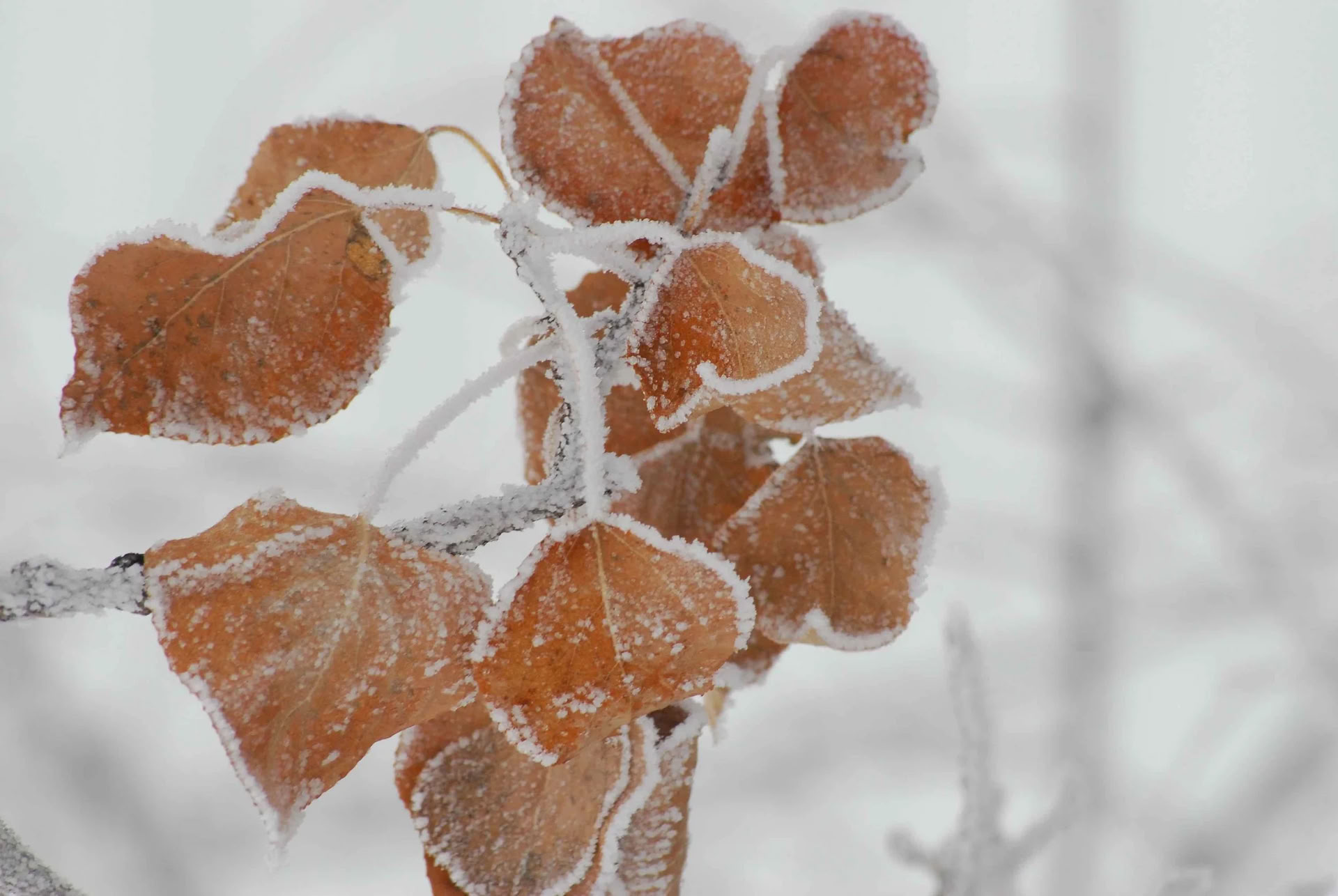 Adventtiretriitti #3