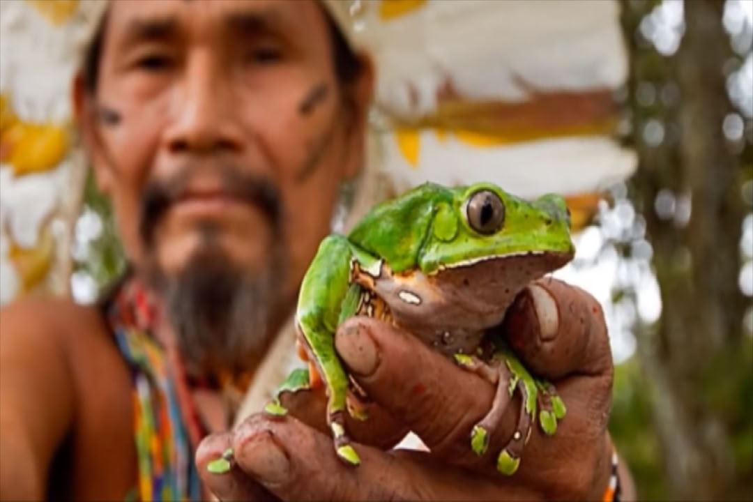 Kambô-seremonia