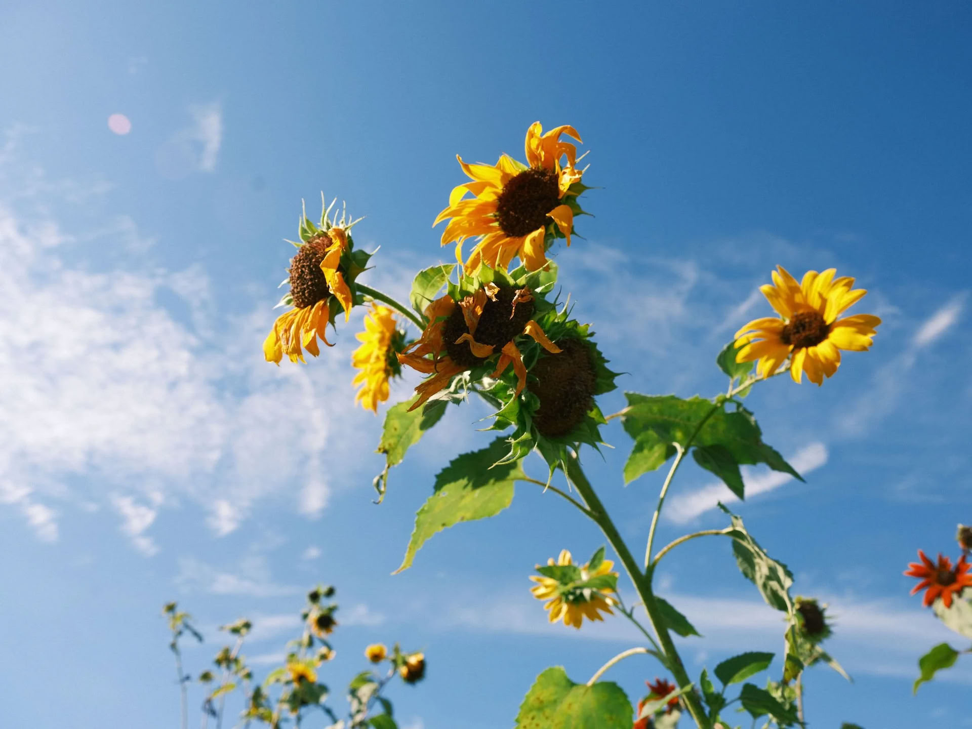 Lauantai-auringonnousun jooga flow Kelly Flowersin kanssa