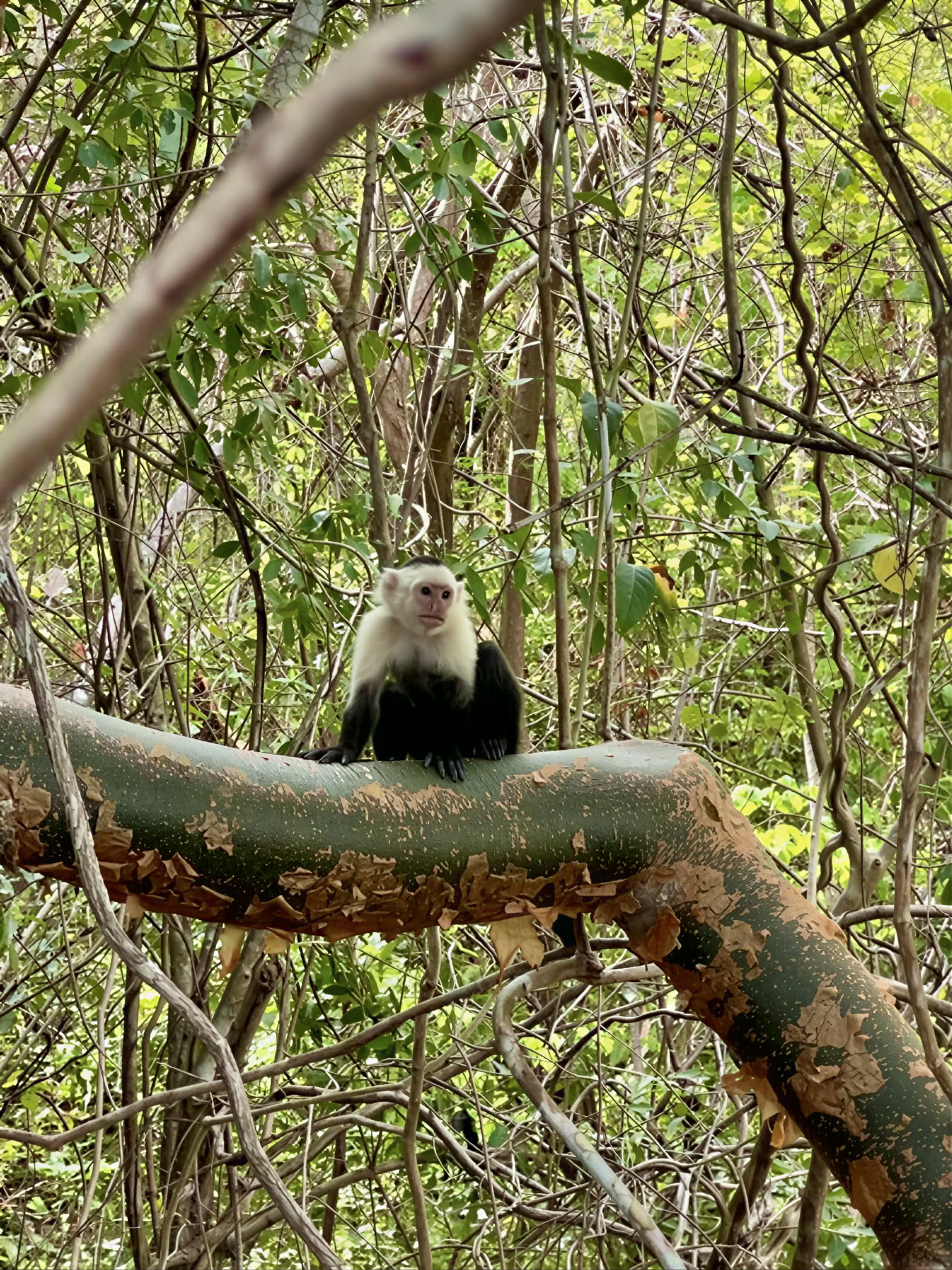 Luontotilan seikkailuretriitti - Costa Rica