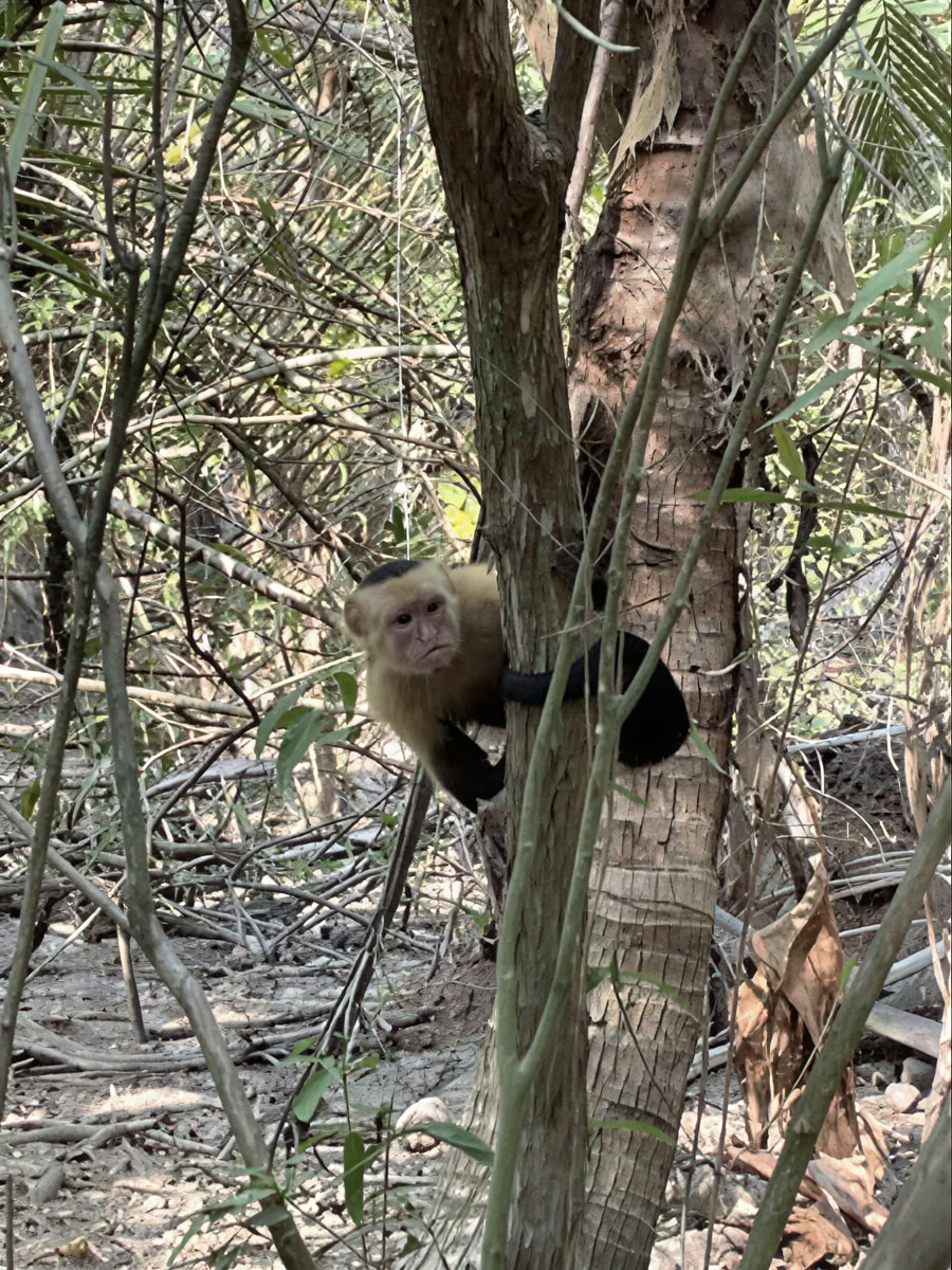 Luontotilan seikkailuretriitti - Costa Rica