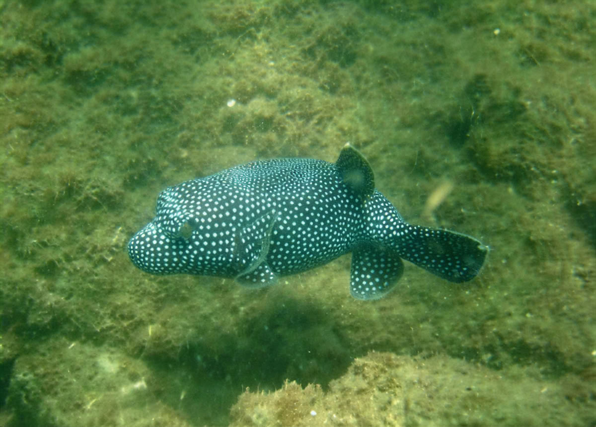 Luontotilan seikkailuretriitti - Costa Rica