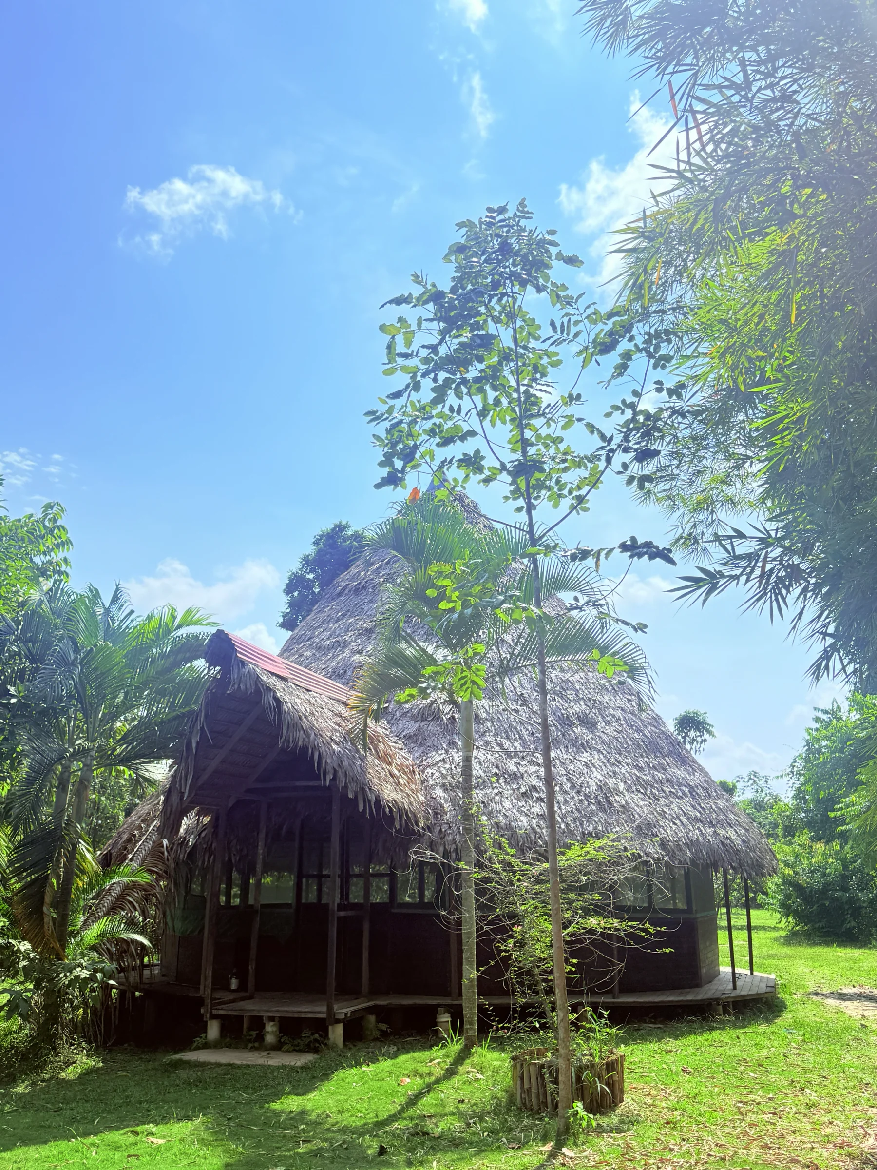 3 viikon ayahuascamuutos