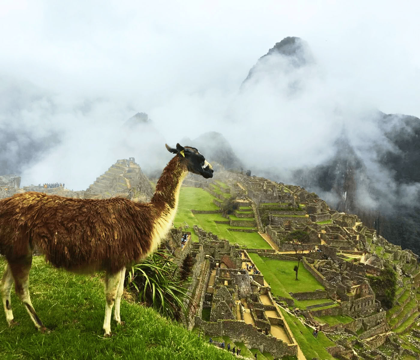 7 päivän ayahuascaretriitti + Machupicchu