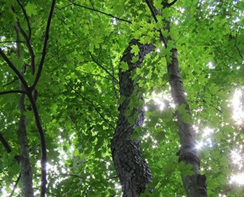 Tietoinen ulko-opas -sertifiointi, taso 1 Metsäyhteisö
