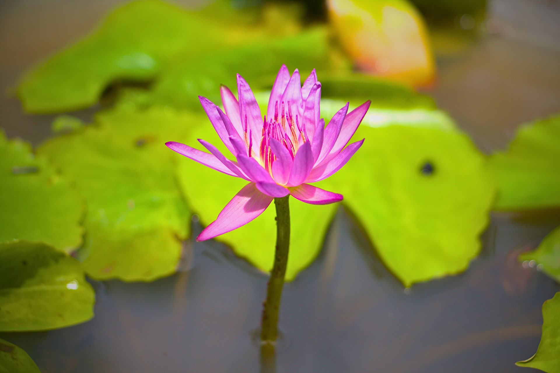 7 päivän hermoston palautus, jooga- ja meditaatioretriitti, Sri Lanka