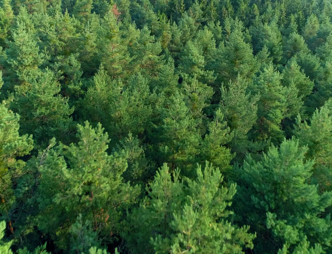 28 päivän syvä panchakarma
