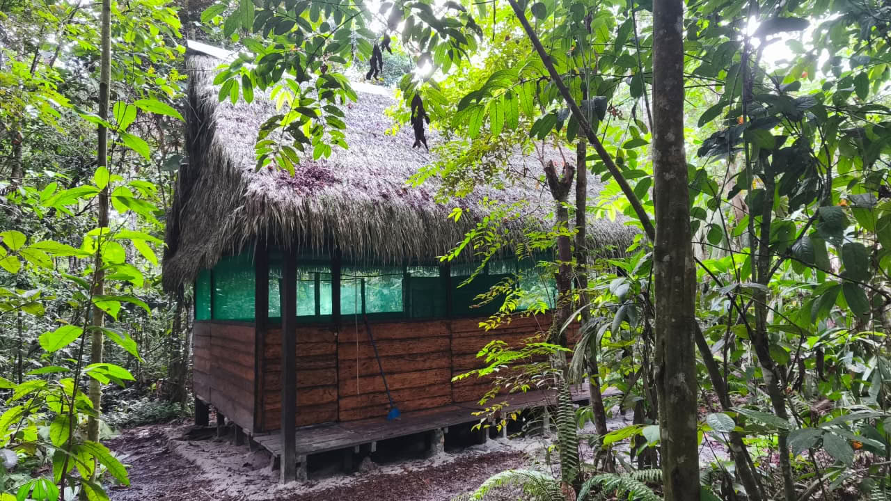 Naturalia-retriittikeskus | Ayahuasca-retriitti Perussa
