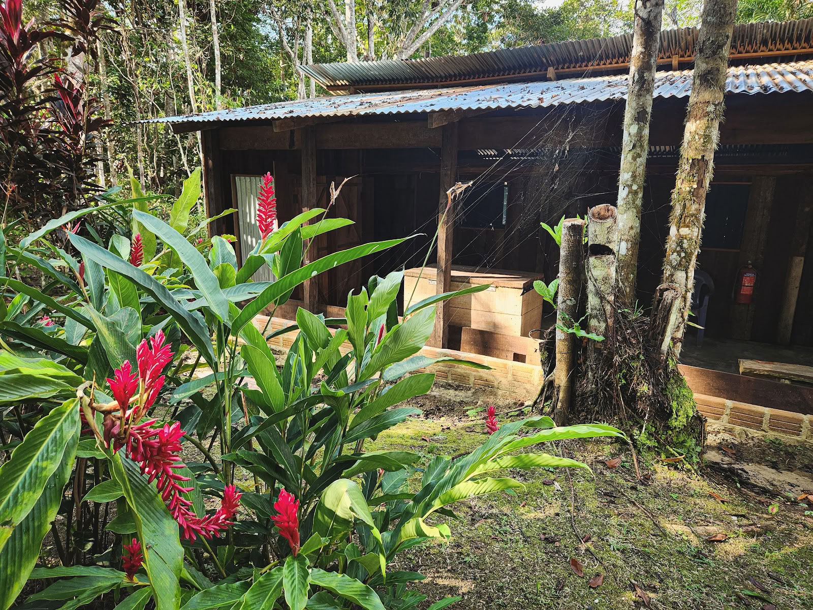 El Purguero Ayahuasca-retriitti
