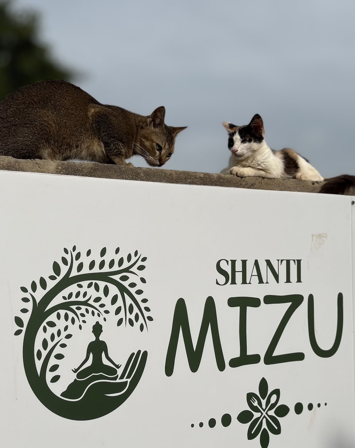 Shanti MIZU | Paras joogaretriitti Arambolissa, Goassa