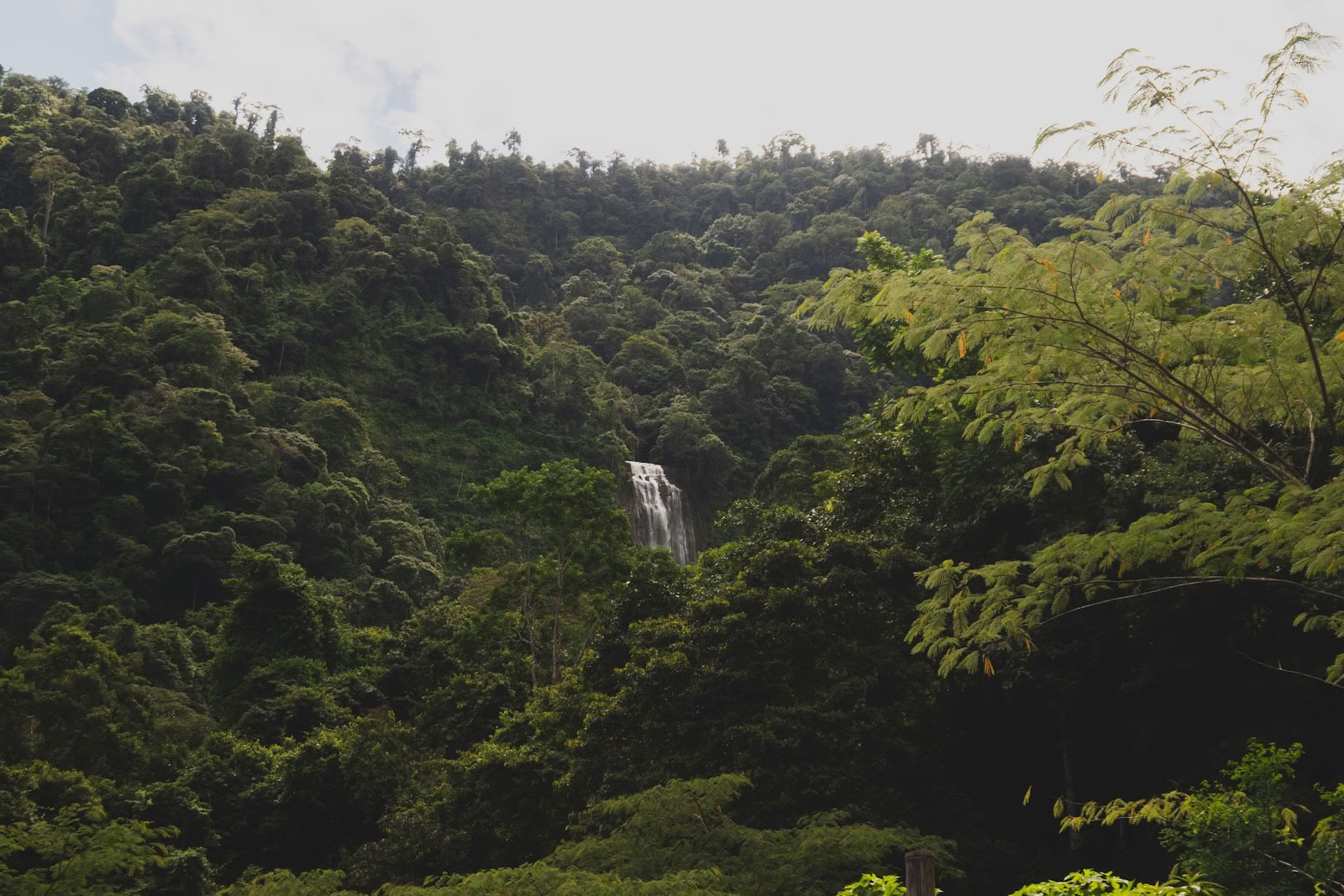 Finca Shambhala Orgaaninen